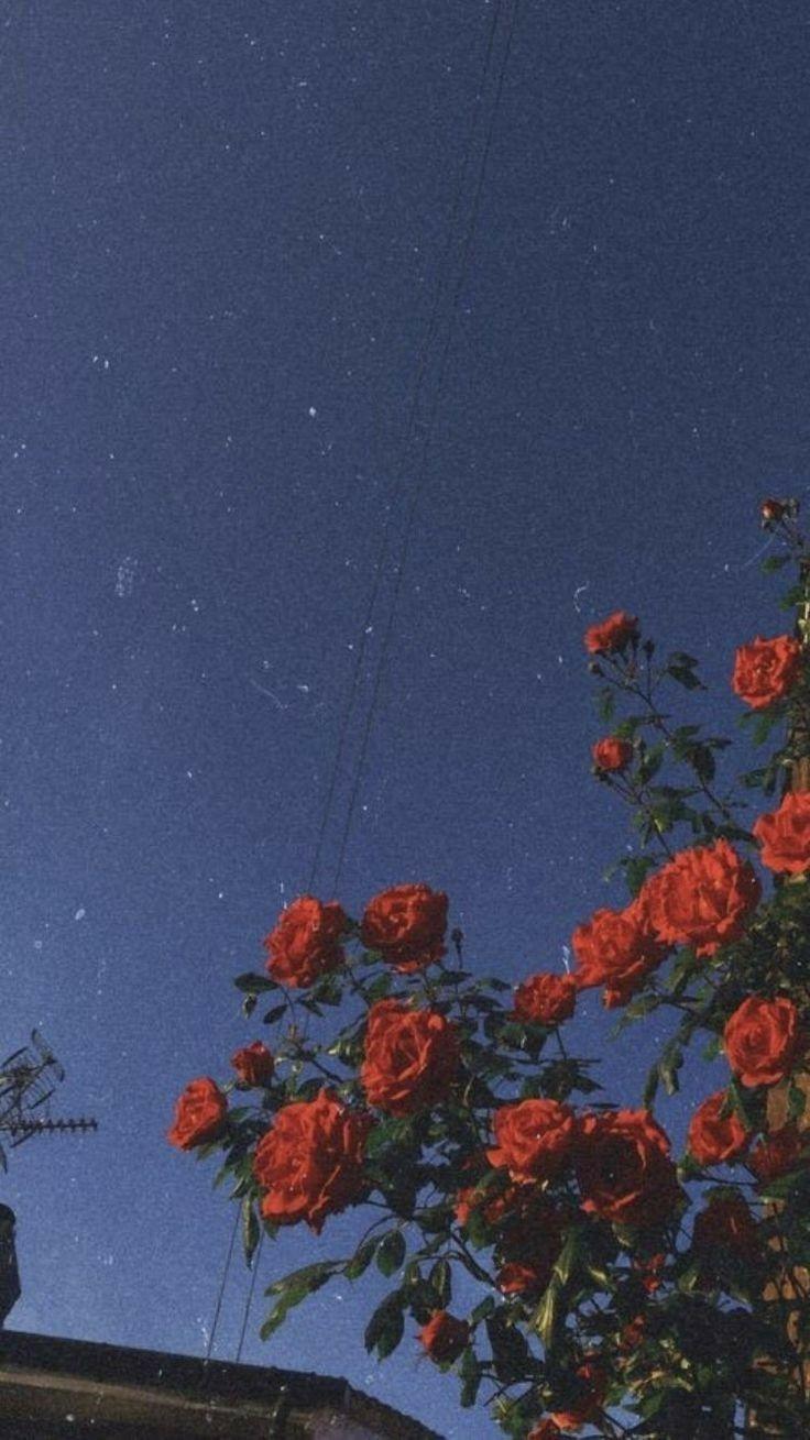 736x1309 Juice Wrld Wallpaper Roses .itl.cat