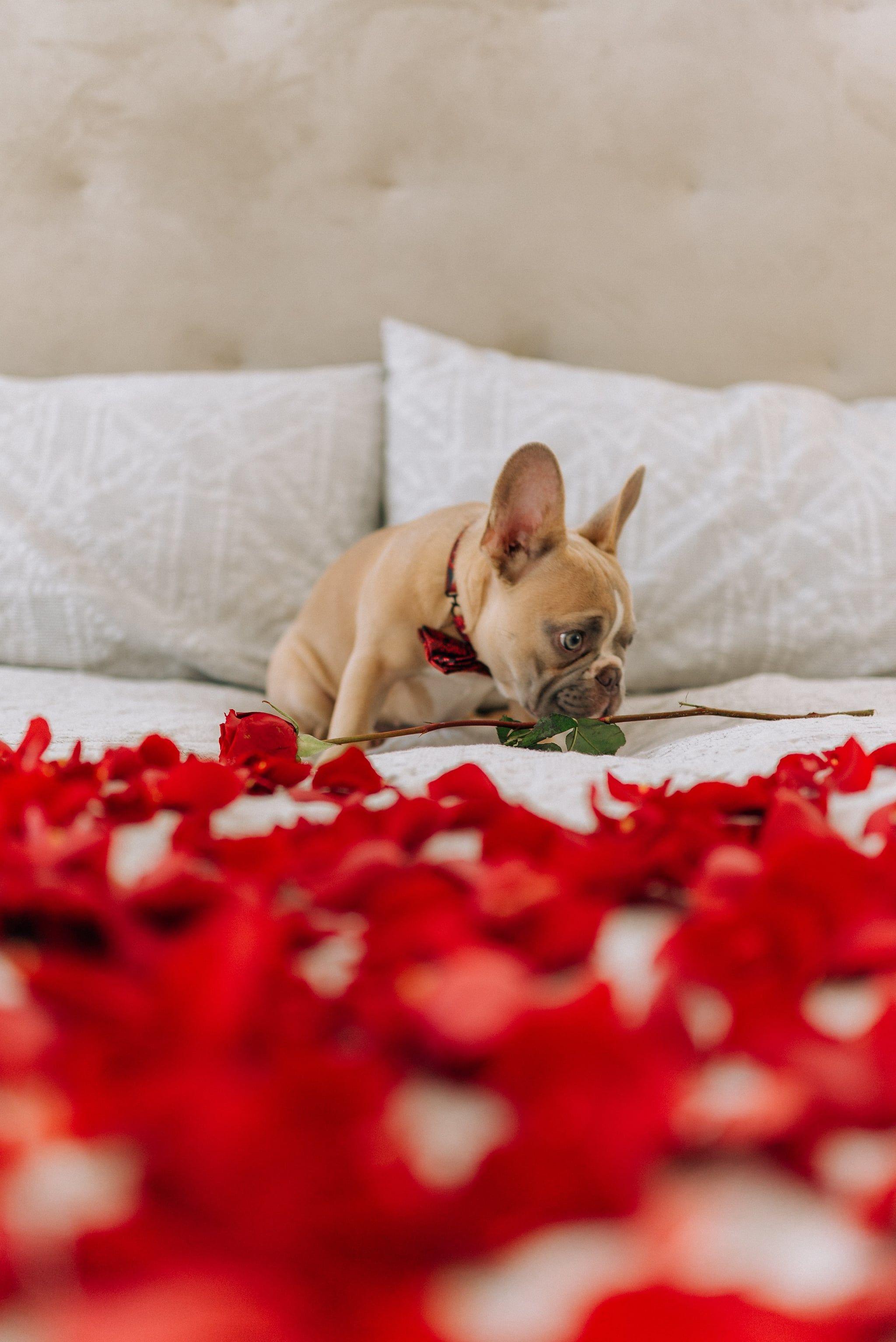 2048x3066 Valentine's Day Dog iPhone Wallpaper. The Most Romantic, Sweet, and Downright Dreamy iPhone Wallpaper For Valentine's Day. Tech Photo 21