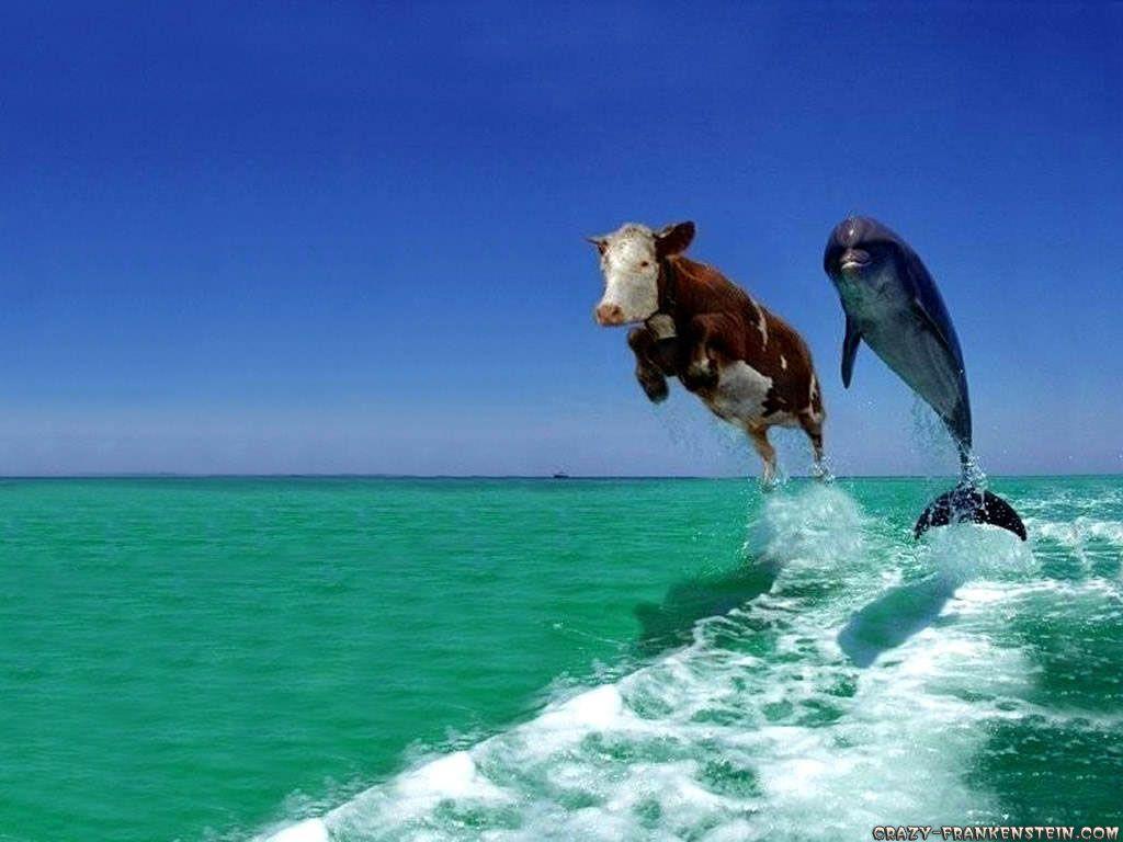 1024x768 Funny Animal Desktop Wallpaper on .wallpaper.dog