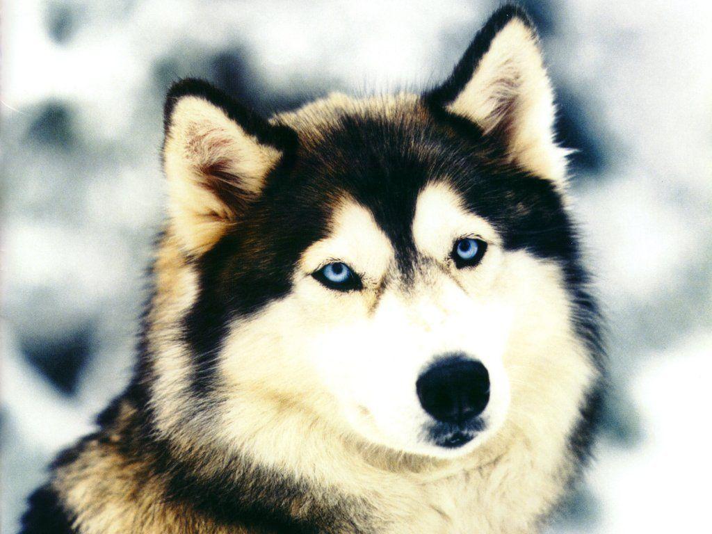 Alaskan Husky Wallpapers - Top Free Alaskan Husky Backgrounds