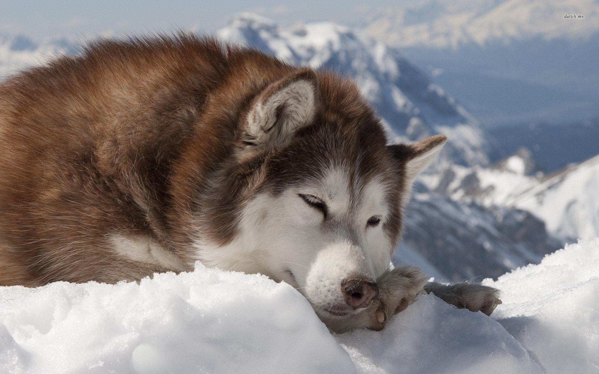 1920x1200 Free download Alaskan Husky Wallpaper .