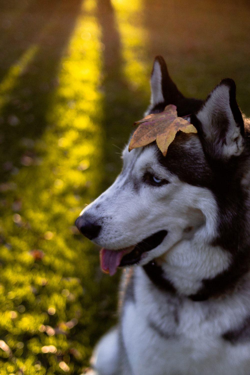1000x1500 Alaskan Husky Picture. Download Free .com