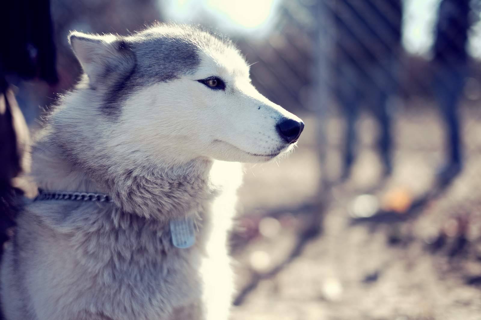 1600x1066 Free download Pics Photo Alaskan Husky .