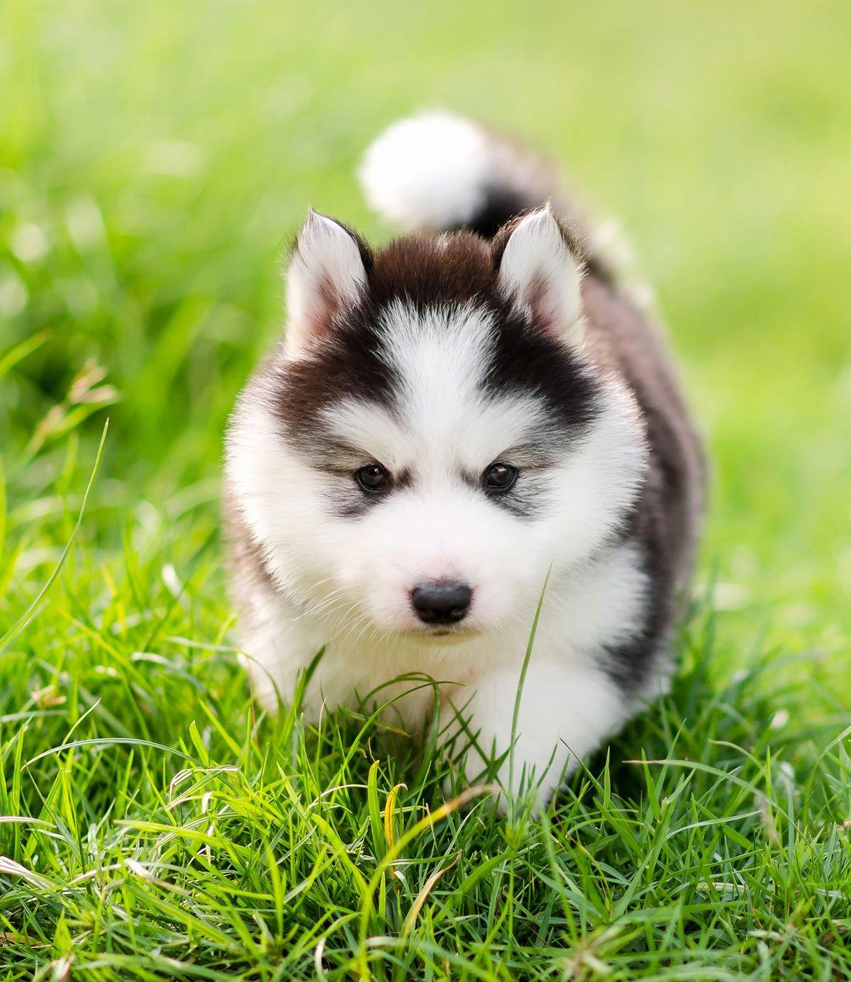 1200x1385 Baby Husky Wallpaper Unique Huskies An .