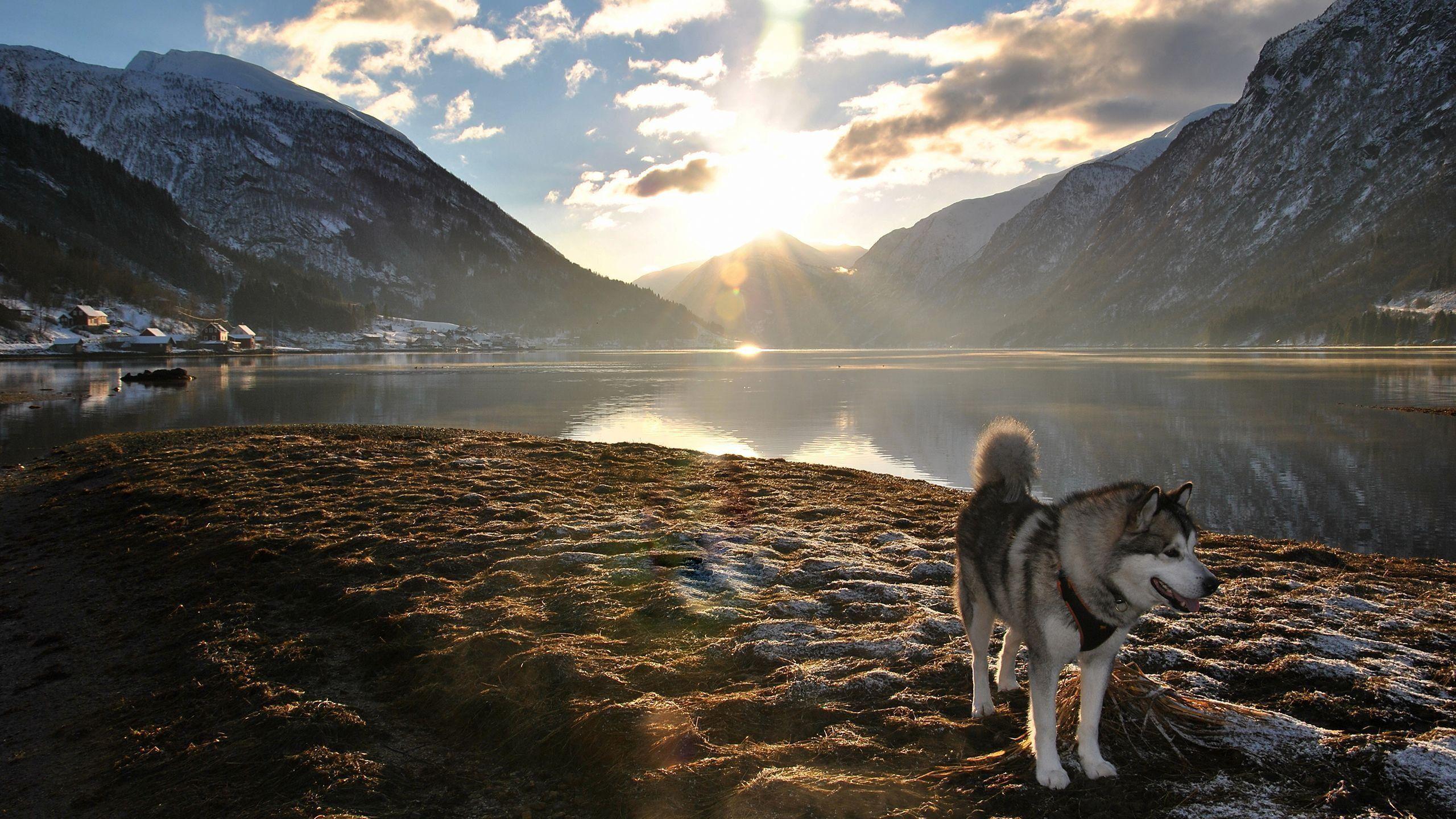 2560x1440 Alaskan Husky in His Domain wallpaper .