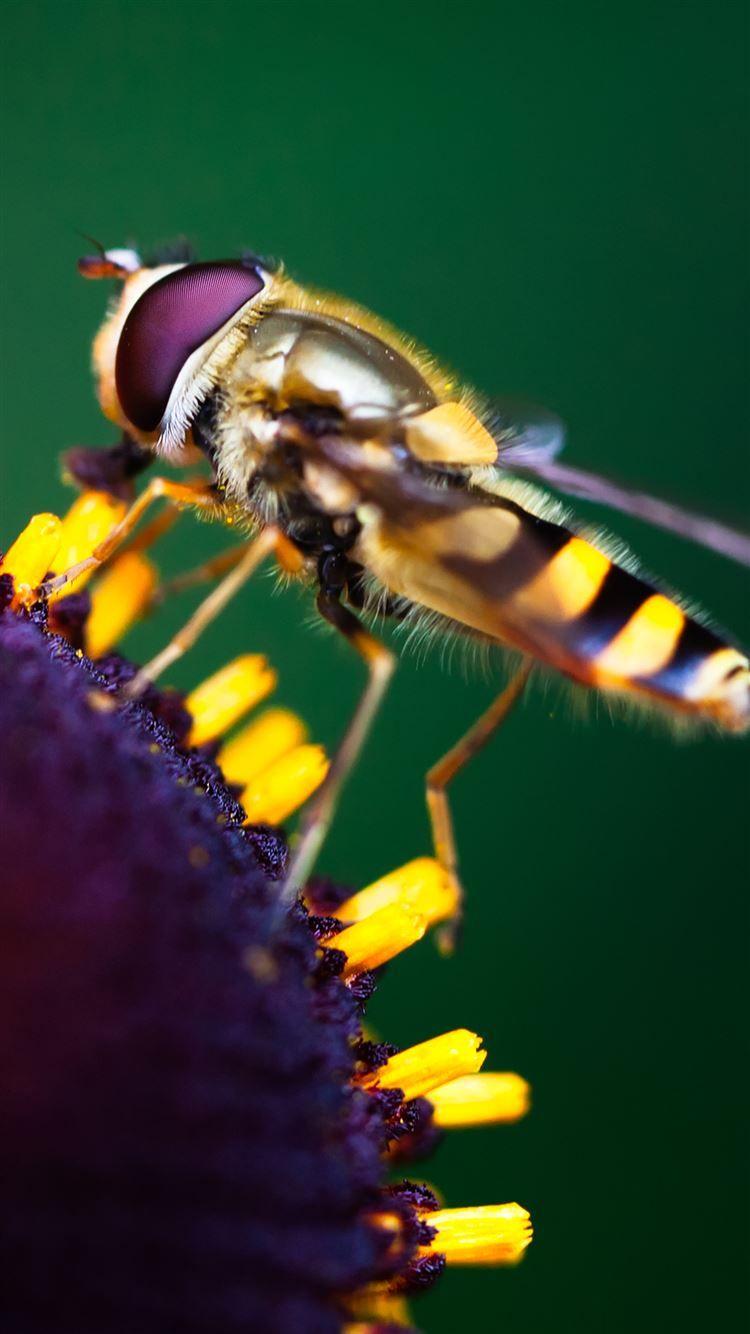 Cute Bee iPhone Wallpapers - Top Free Cute Bee iPhone Backgrounds