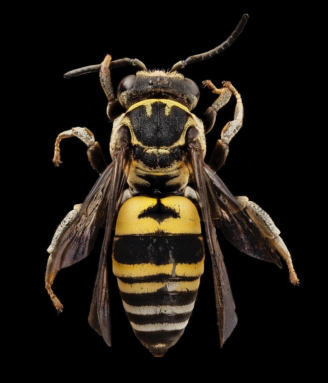 1080x1262 Bee Picture. Download Free .com