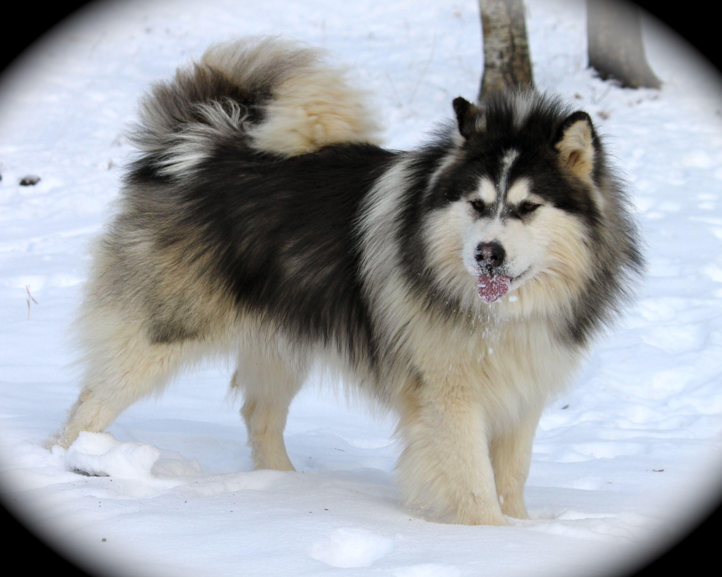 2413x1930 Alaskan Malamute HD Wallpaper, Desktop .