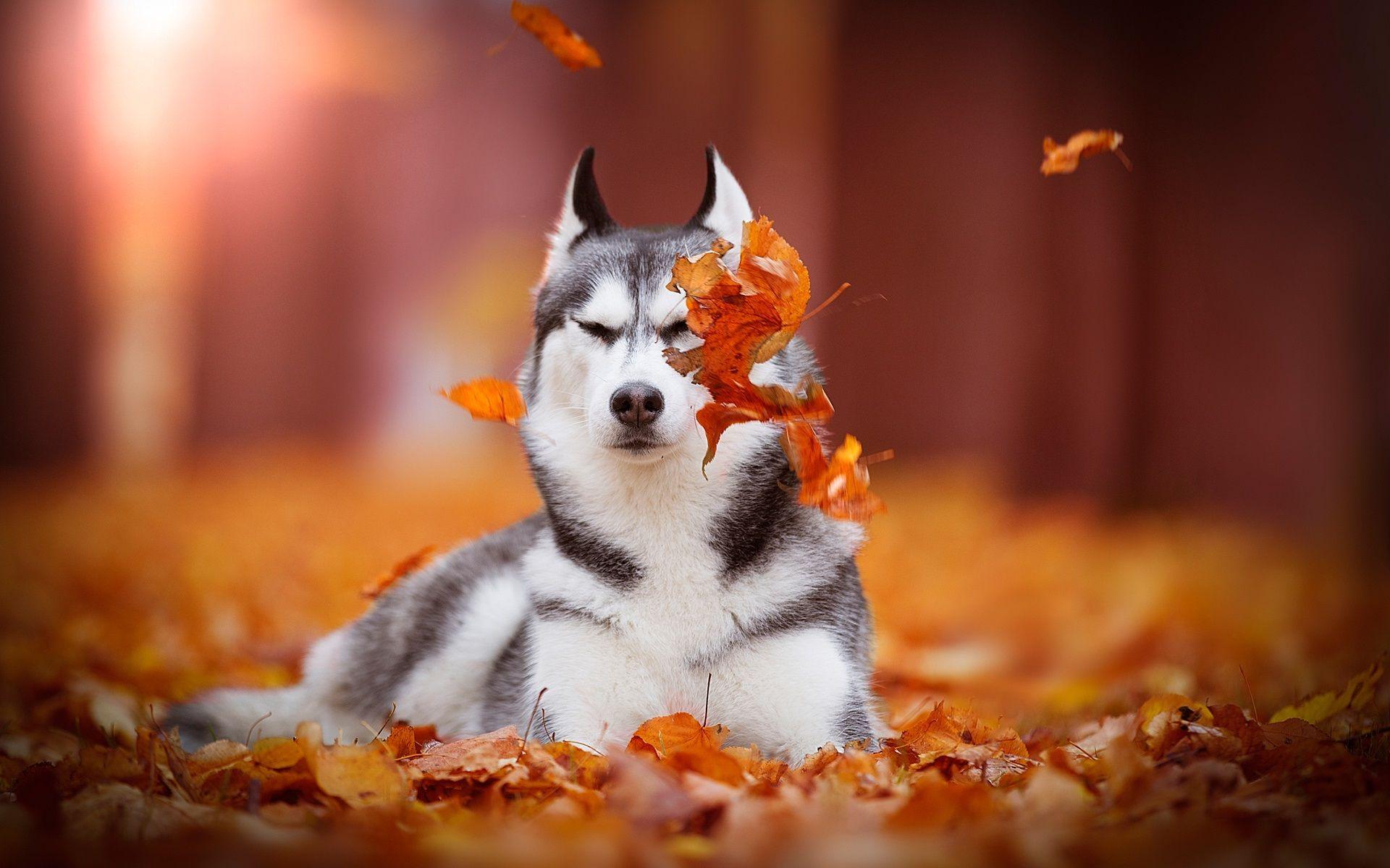 1920x1200 Wallpaper Siberian Husky, Dog, Red .best