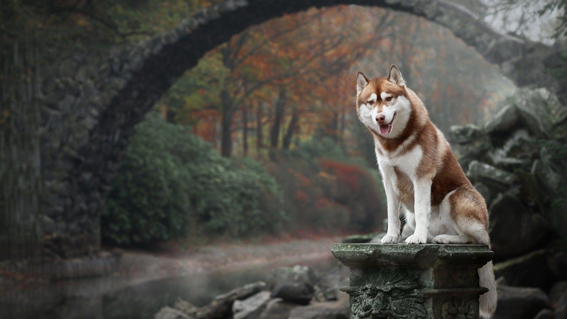 Alaskan Husky Wallpapers - Top Free Alaskan Husky Backgrounds