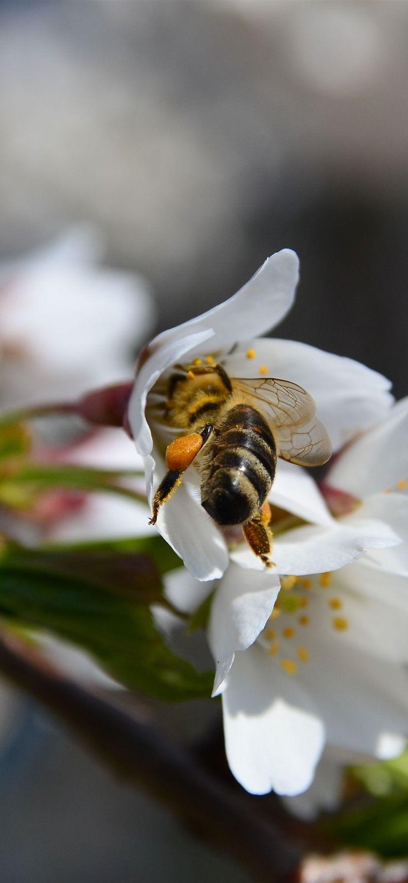 828x1792 Spring, White Flowers Bloom, Bee .best