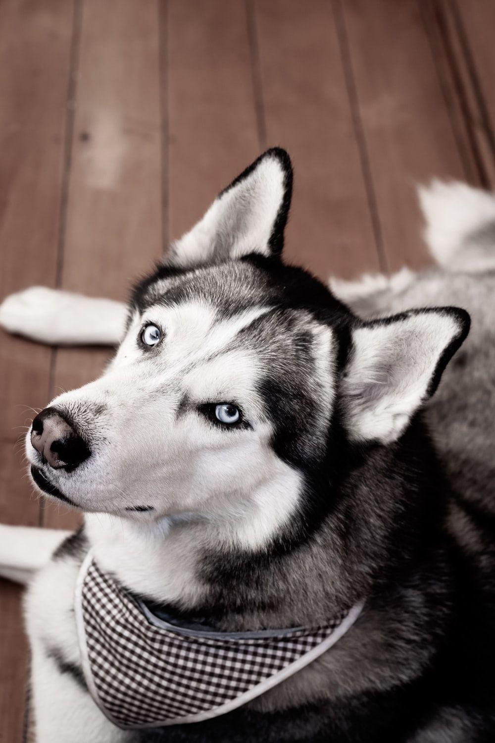 1000x1500 Husky Wallpaper: Free HD Download .com