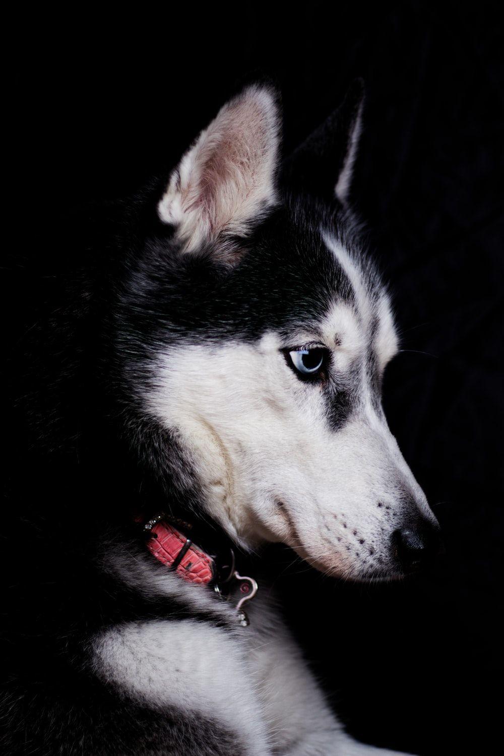 1000x1500 Siberian Husky Wallpaper HD .com