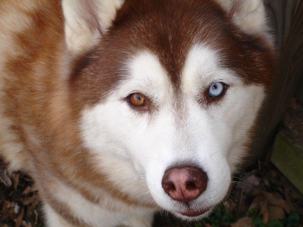 1024x768 Free download wallpaper Husky Eyes .