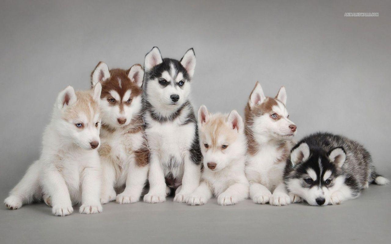 1280x800 Alaskan Malamute VS Husky Siberian and .