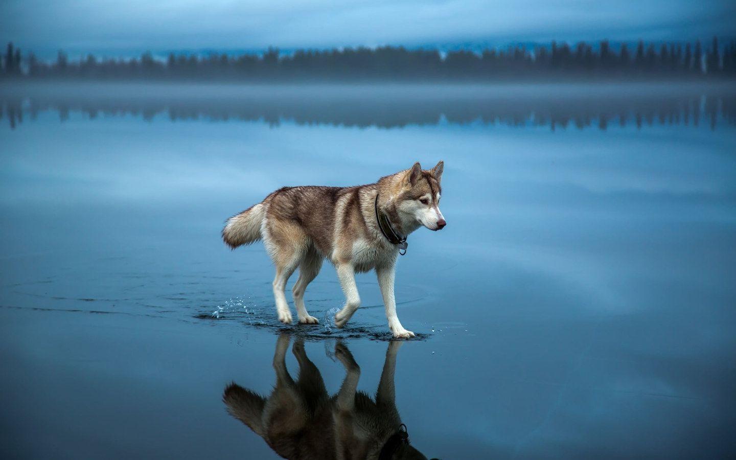 1440x900 Adult brown and white Alaskan malamute .