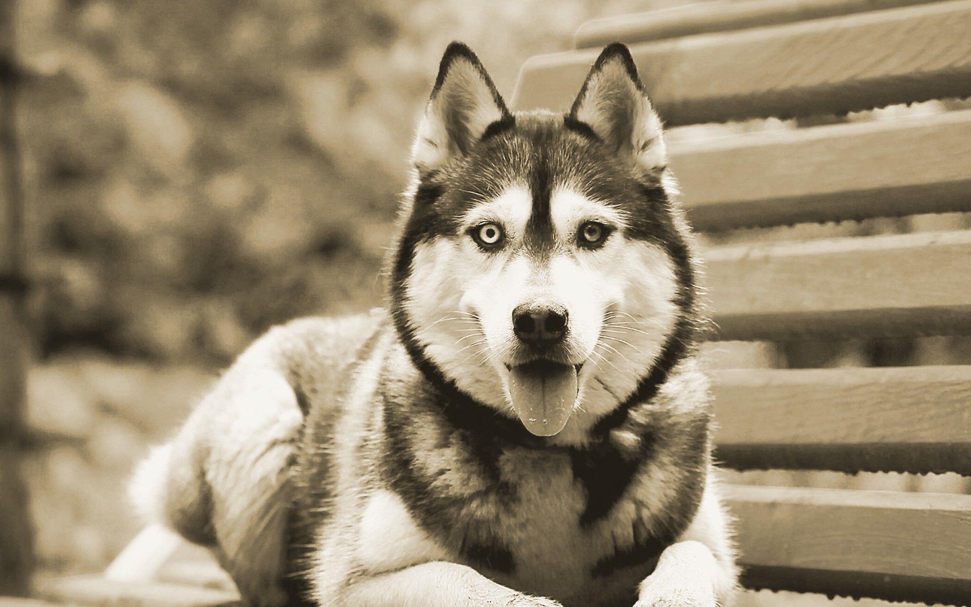 1920x1200 Siberian Husky Wallpaper HD .