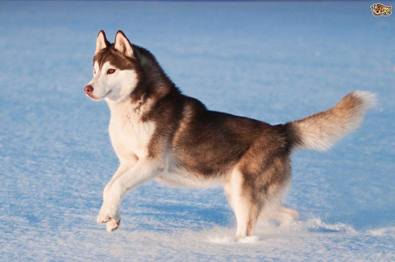 1280x850 Husky wallpaper, Animal, HQ Husky .