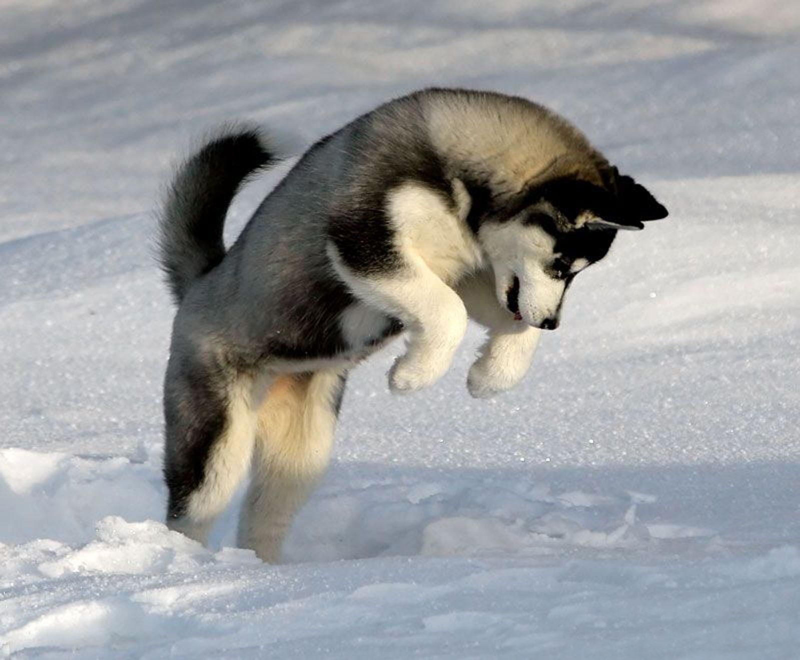 1599x1320 Husky Dogs Wallpaper