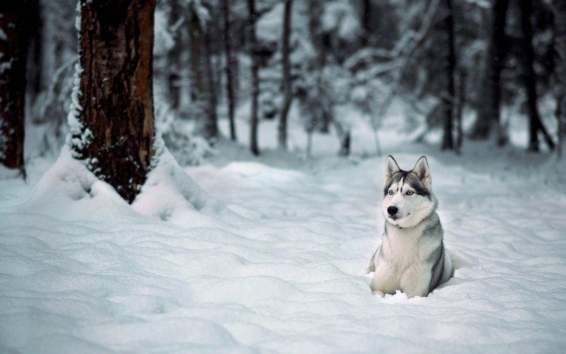 1920x1200 Alaskan Husky in Mountains .line.