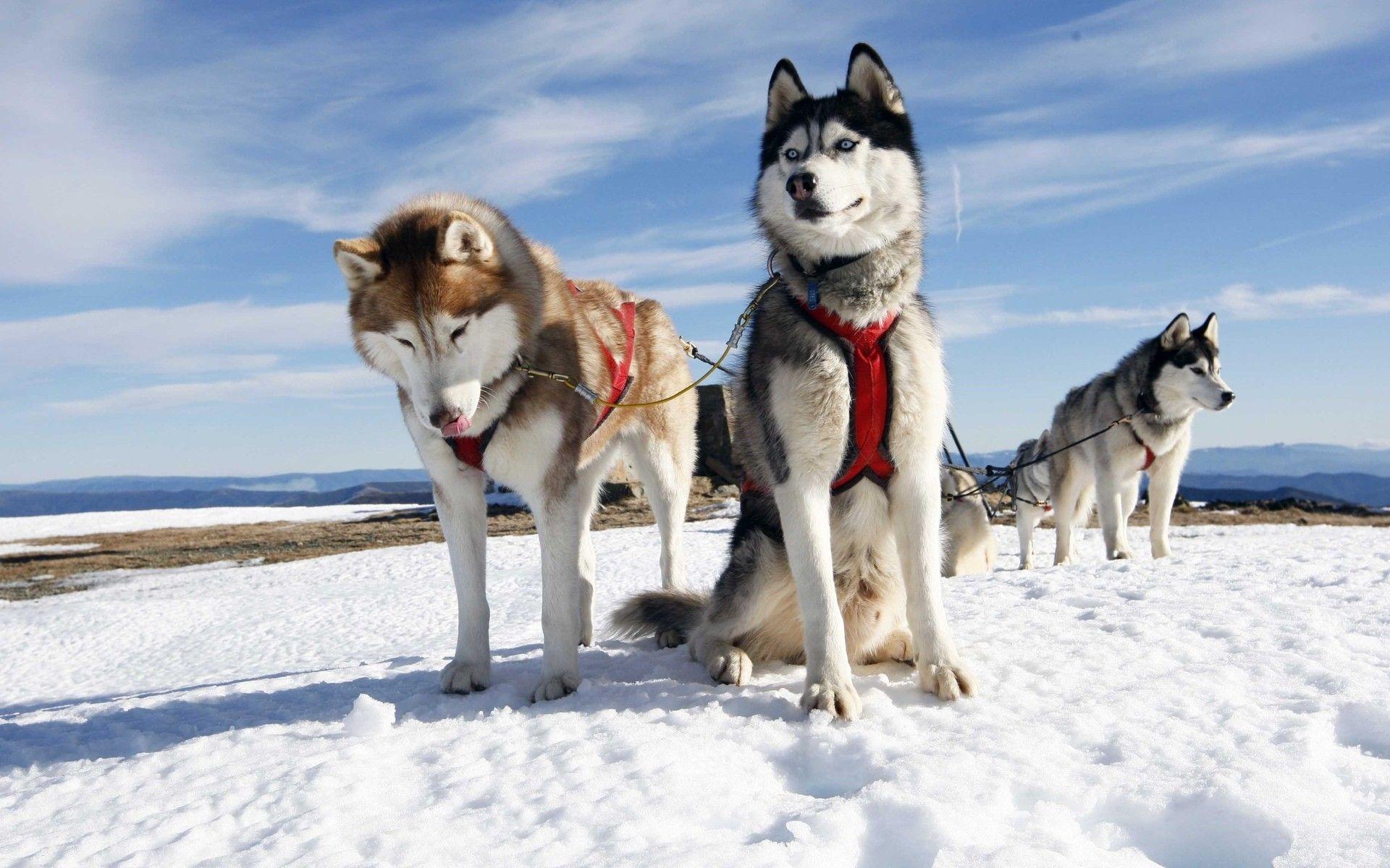 1920x1200 Siberian Husky Alaskan Huskies .