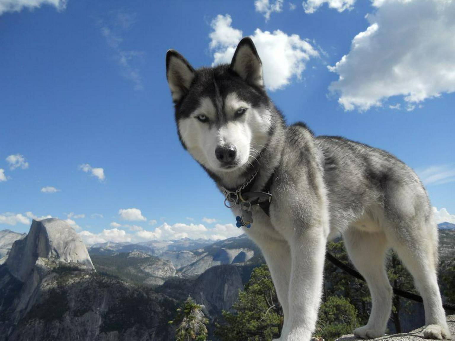 1536x1152 alaskan husky wallpaper .