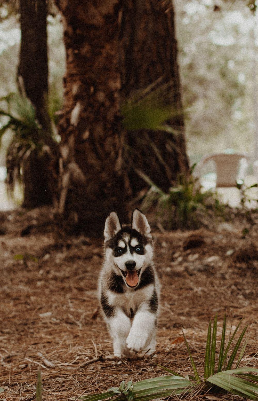 1000x1553 Husky Puppy Picture. Download Free .com