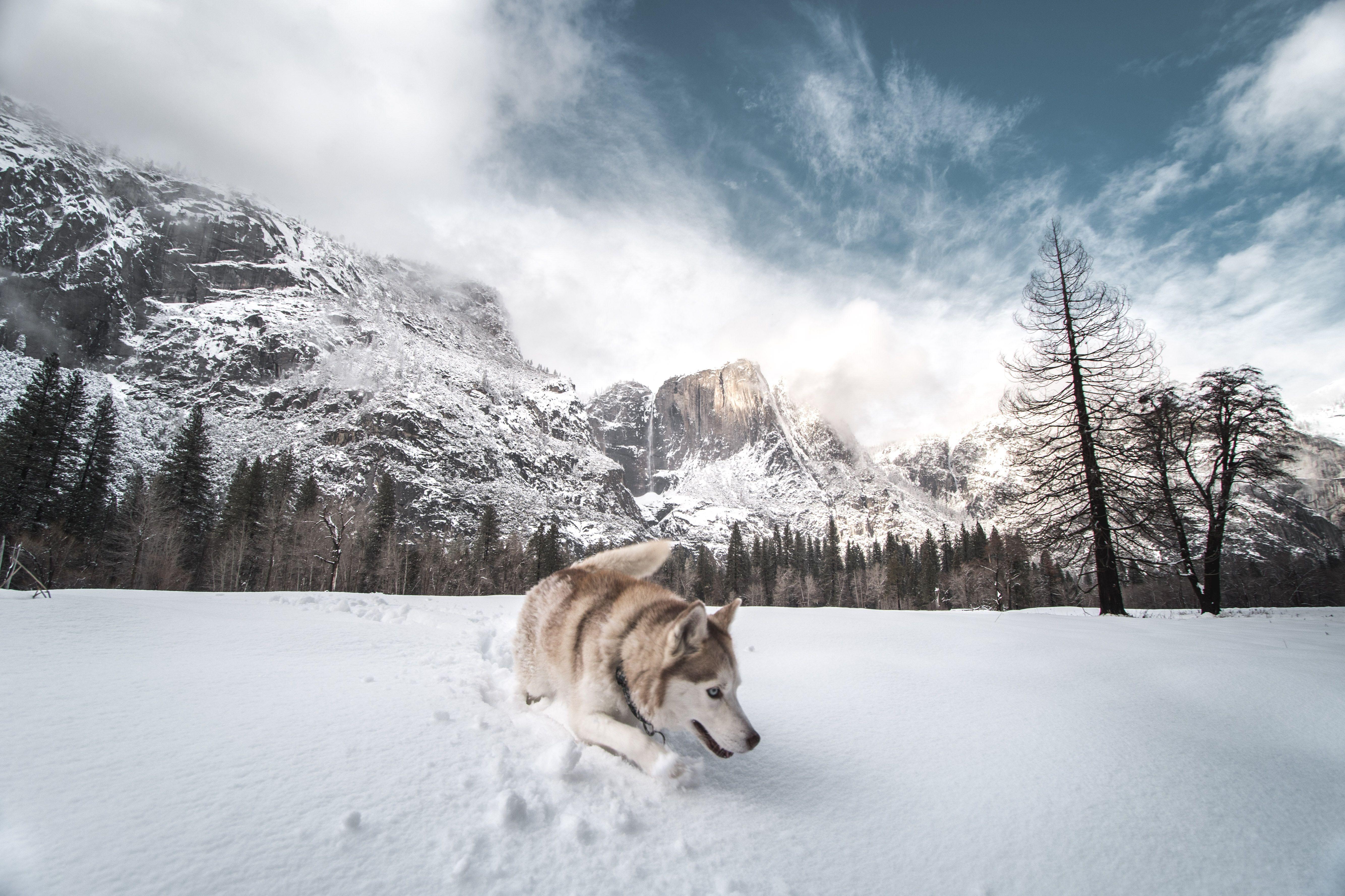 5336x3557 Siberian Husky In Snow 5k, HD Animals .