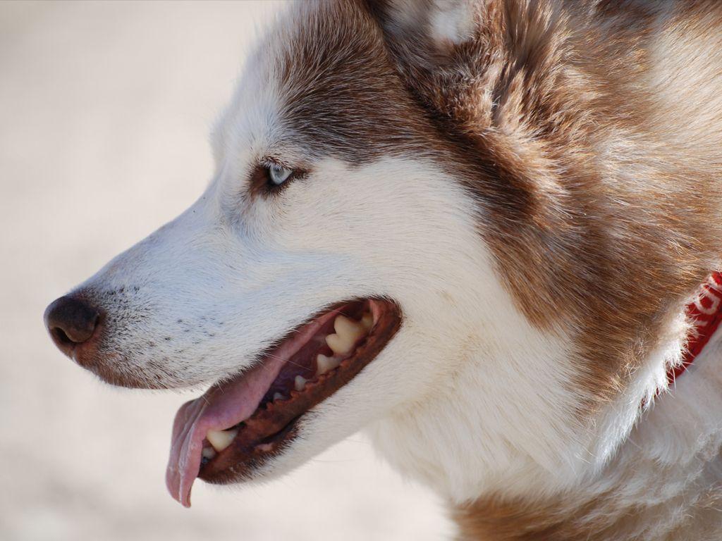 1024x768 Siberian Husky wallpaper .id.