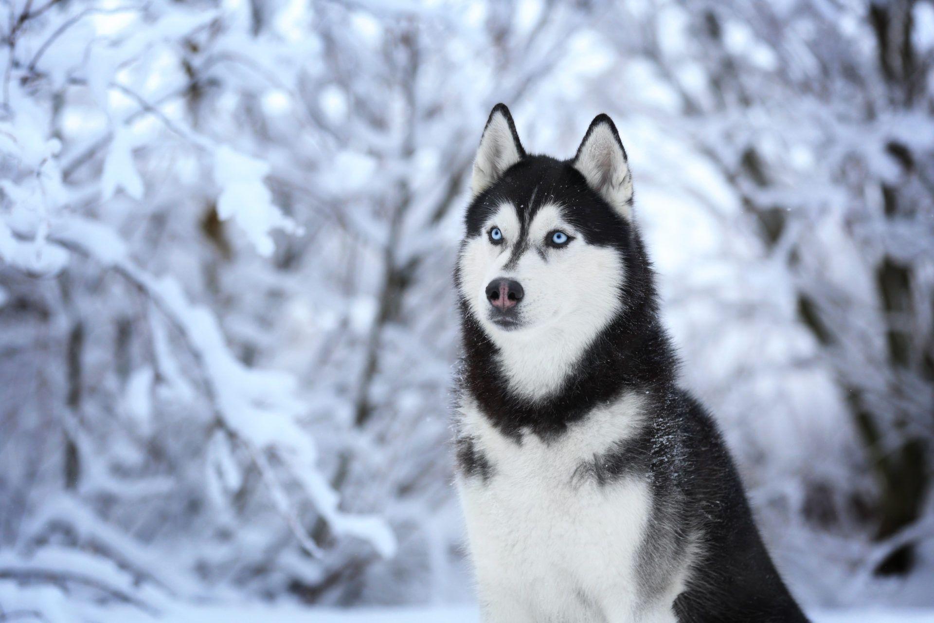 1920x1280 Husky Wallpaper .