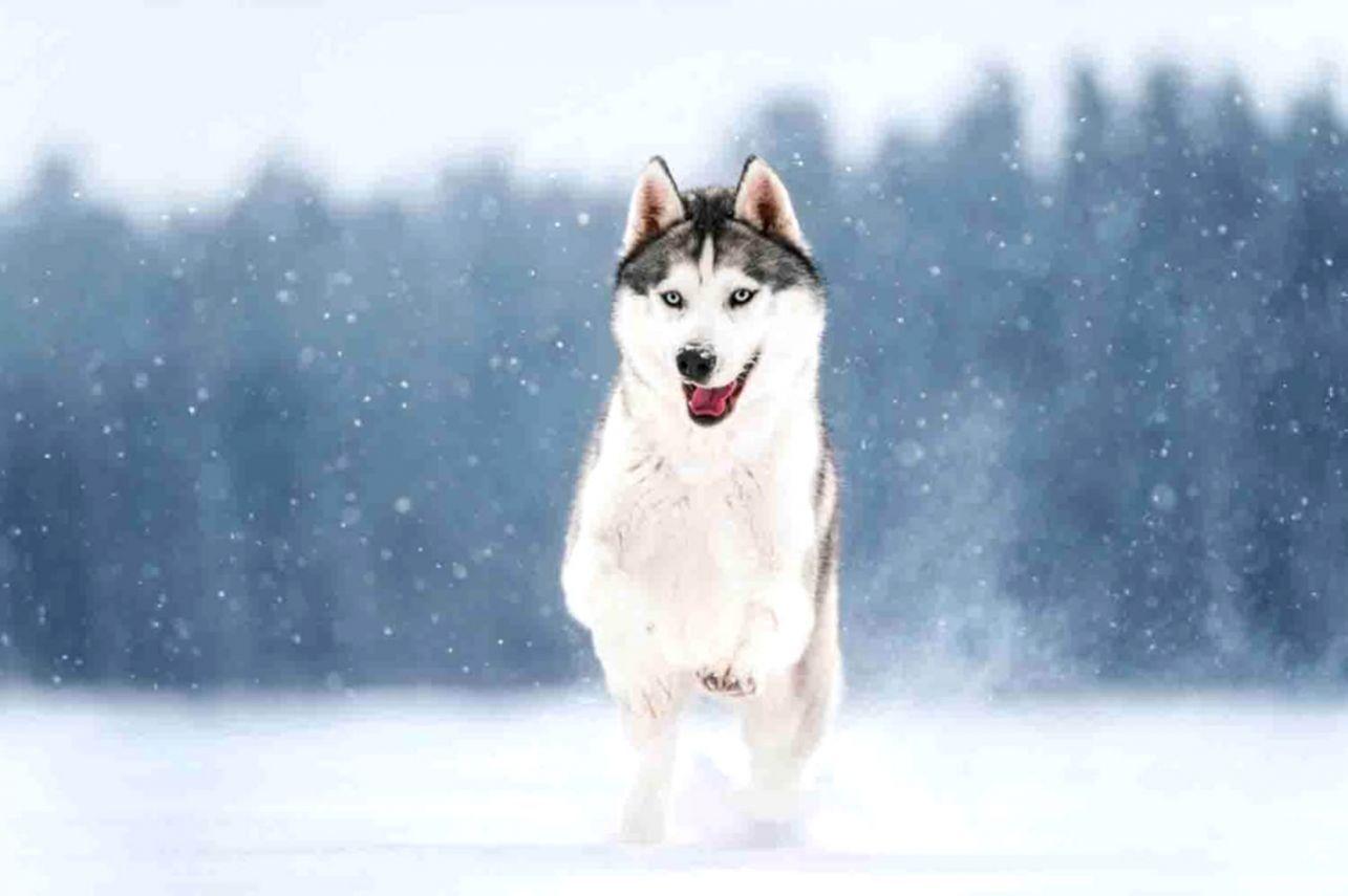 1285x855 Husky Wallpaper. HD Wallpaper Collectionishdwallpapercollect.