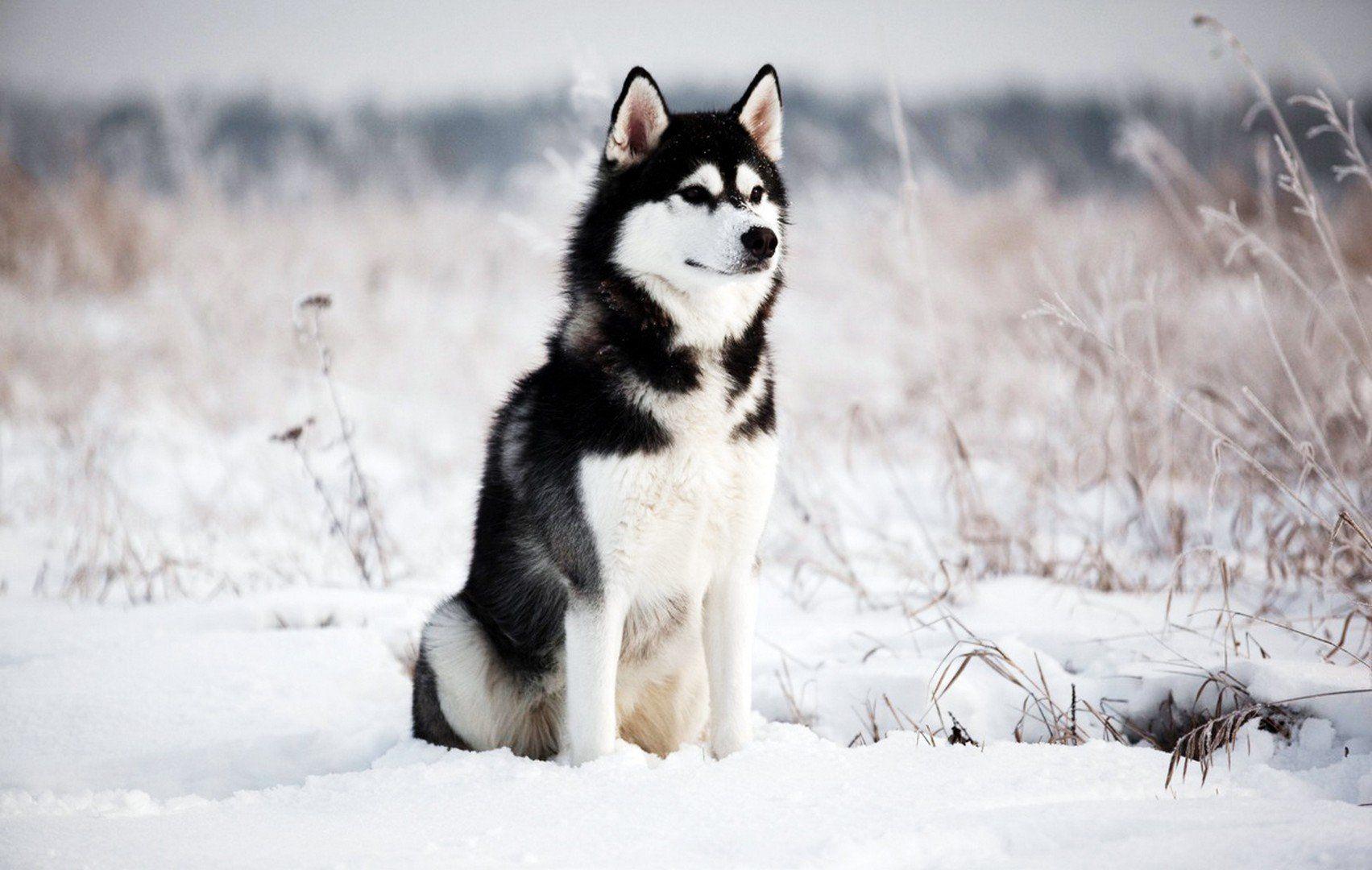 1703x1080 Siberian Husky Wallpaper 1703×1080 .