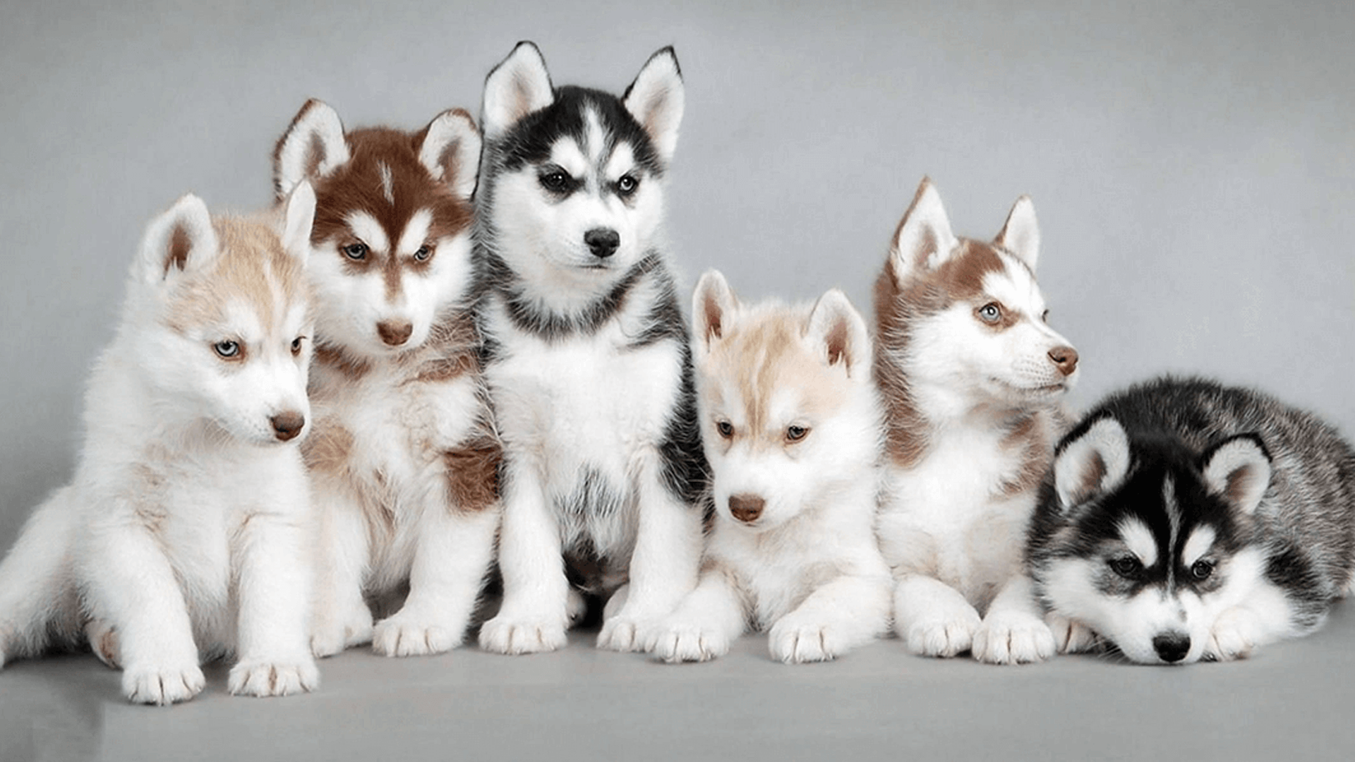 1920x1080 Coat colors of the Siberian Huskyhuskyrescue.org.za