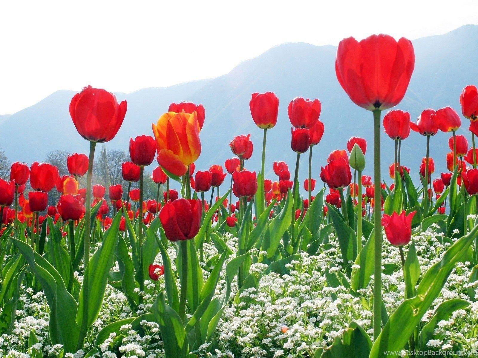 1600x1200 Jammu And Kashmir Beautiful HD .