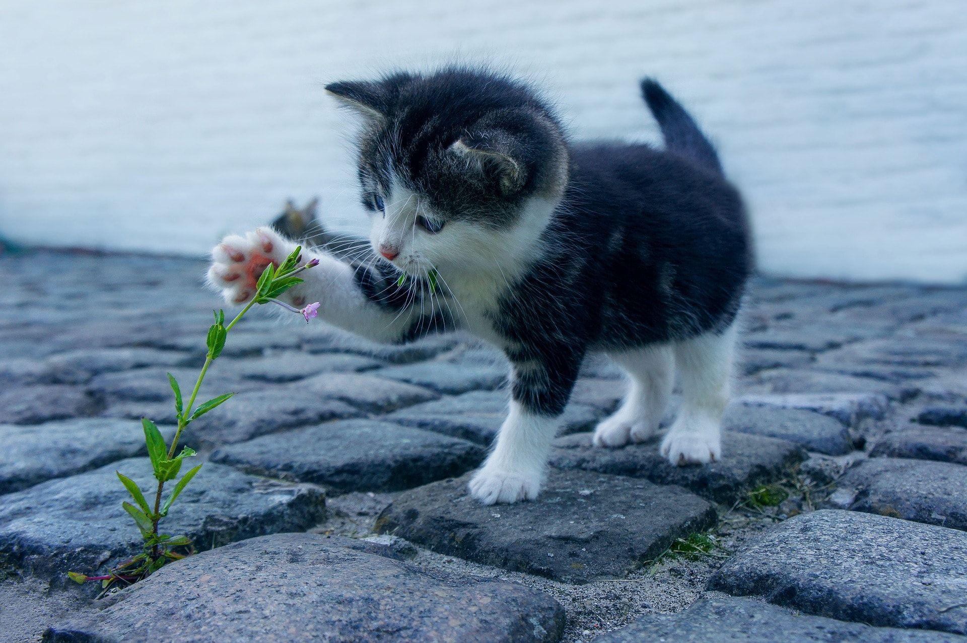 1920x1277 Cute Facts About Kittens + Cute Kitten Wallpaper!