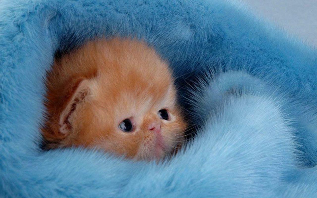 1280x800 Cute Kitten Wallpaper