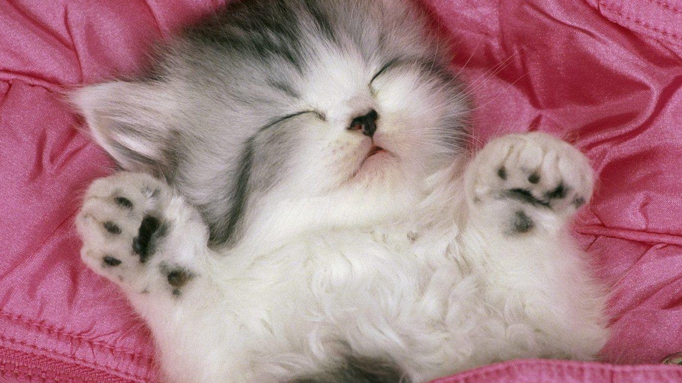 1366x768 Cute Kitten Desktop Wallpaper .
