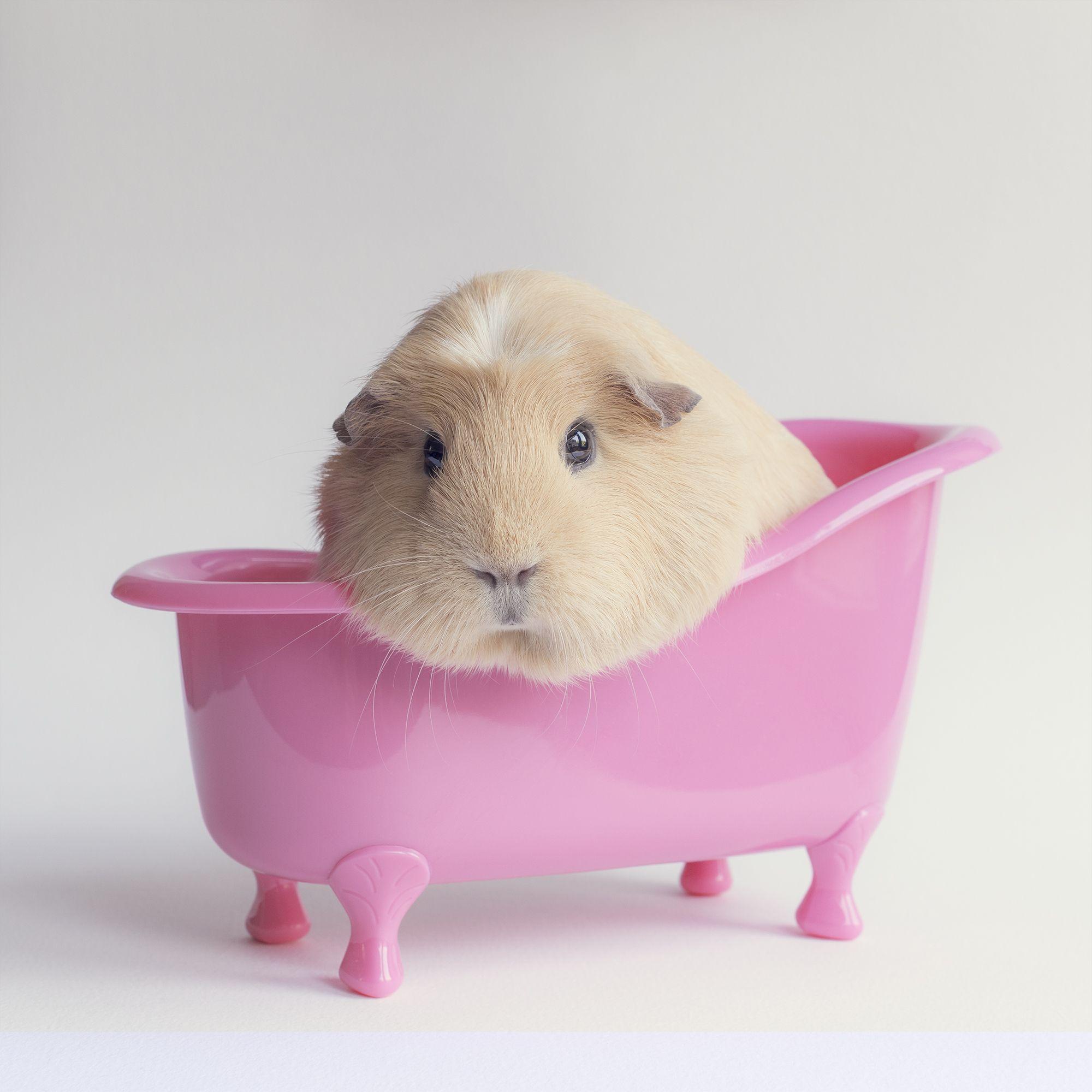 2000x2000 Guinea Pig HD Wallpaper and Background Image
