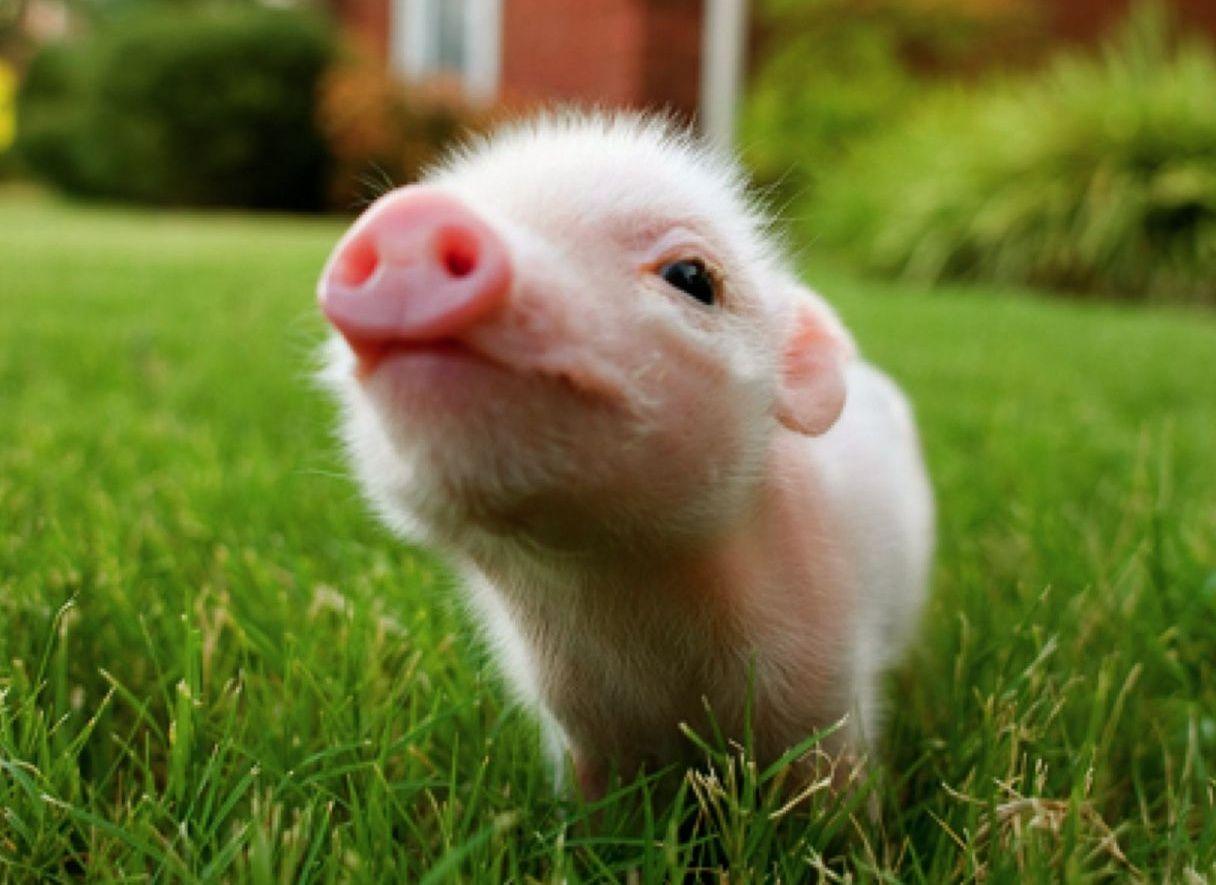 1216x885 cute pig wallpaper