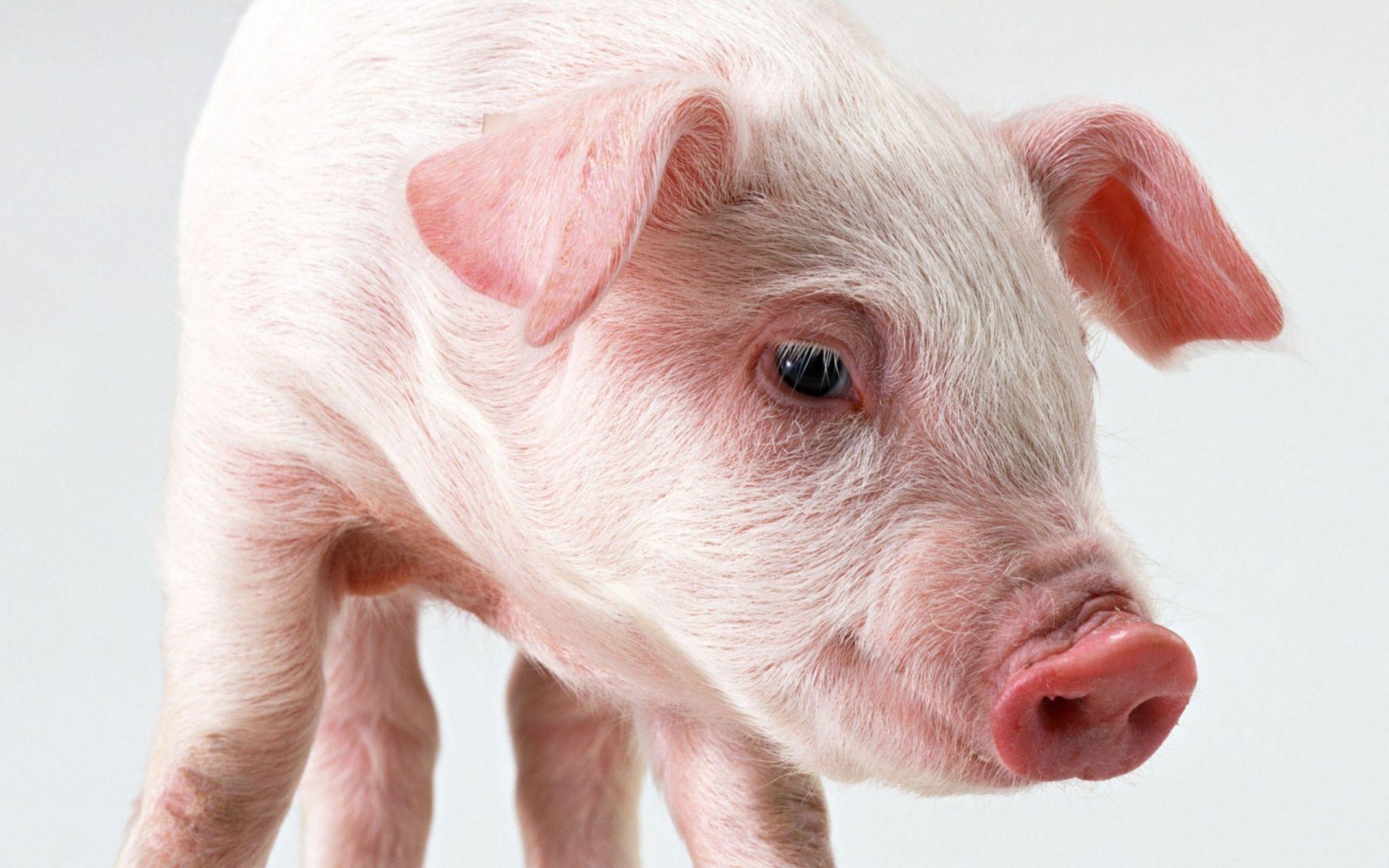 1920x1200 Pigs Wallpaper