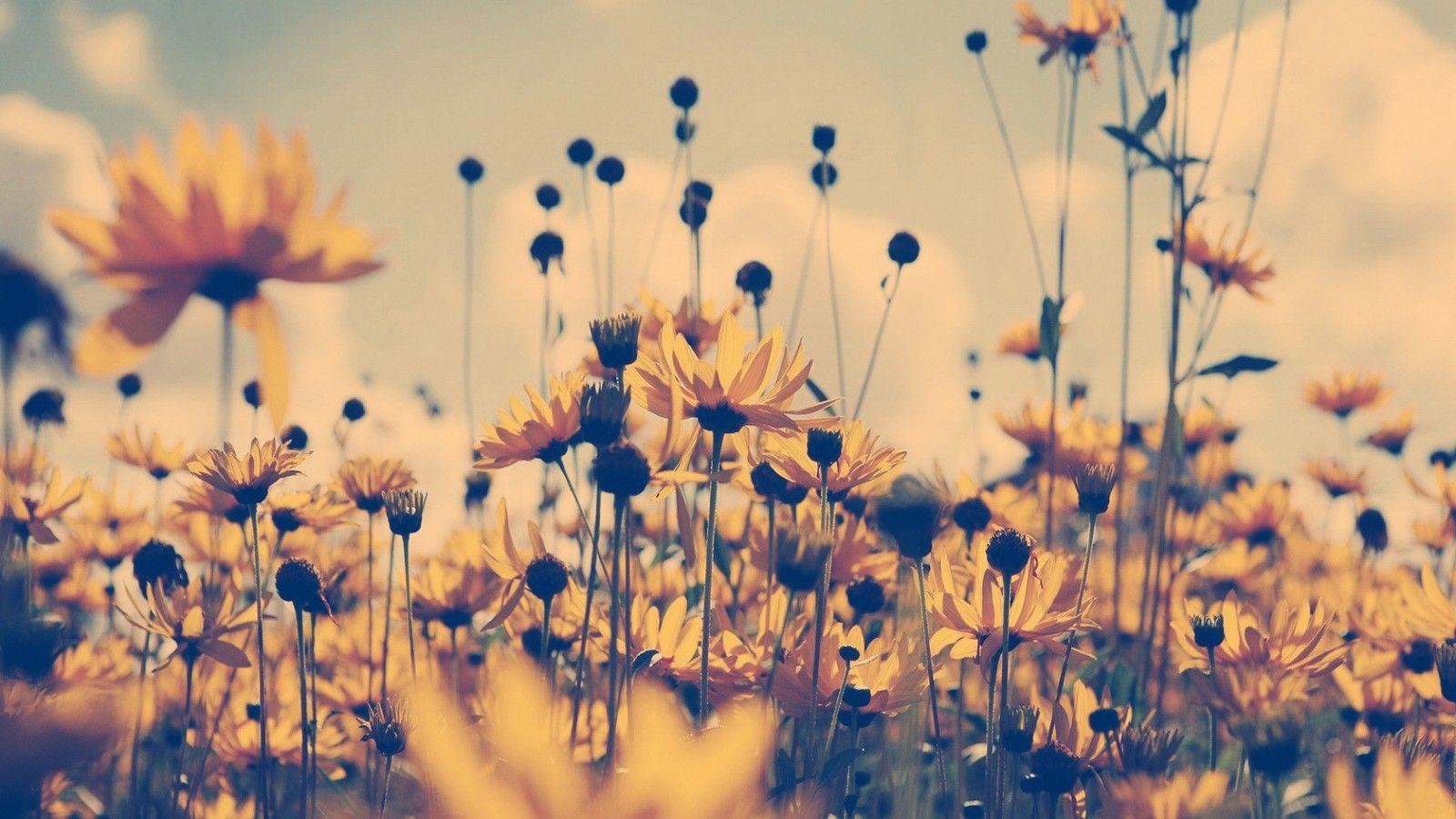 1600x900 Sunflower Vintage Wallpaper