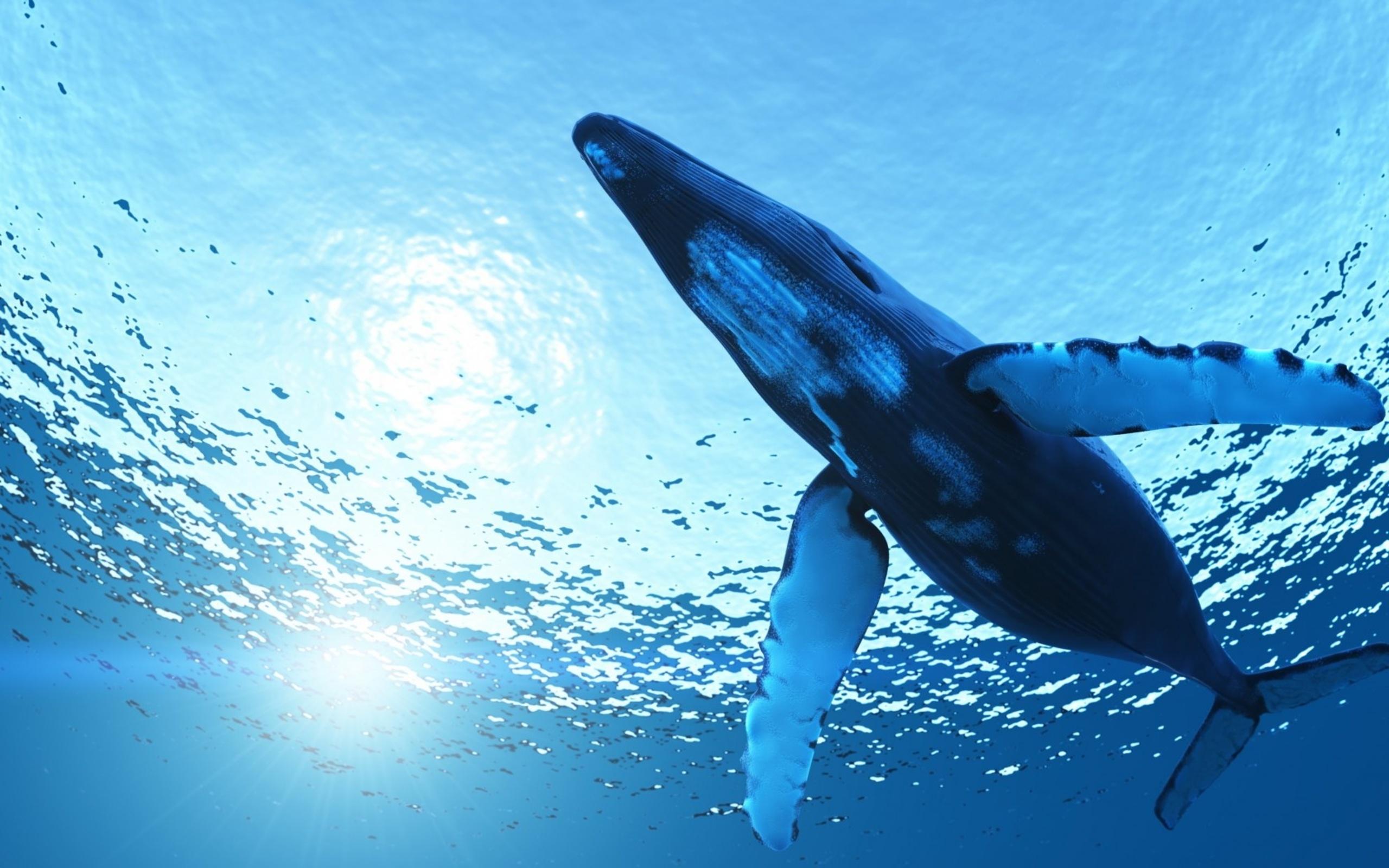 2560x1600 Blue Whale Wallpaper Desktop .