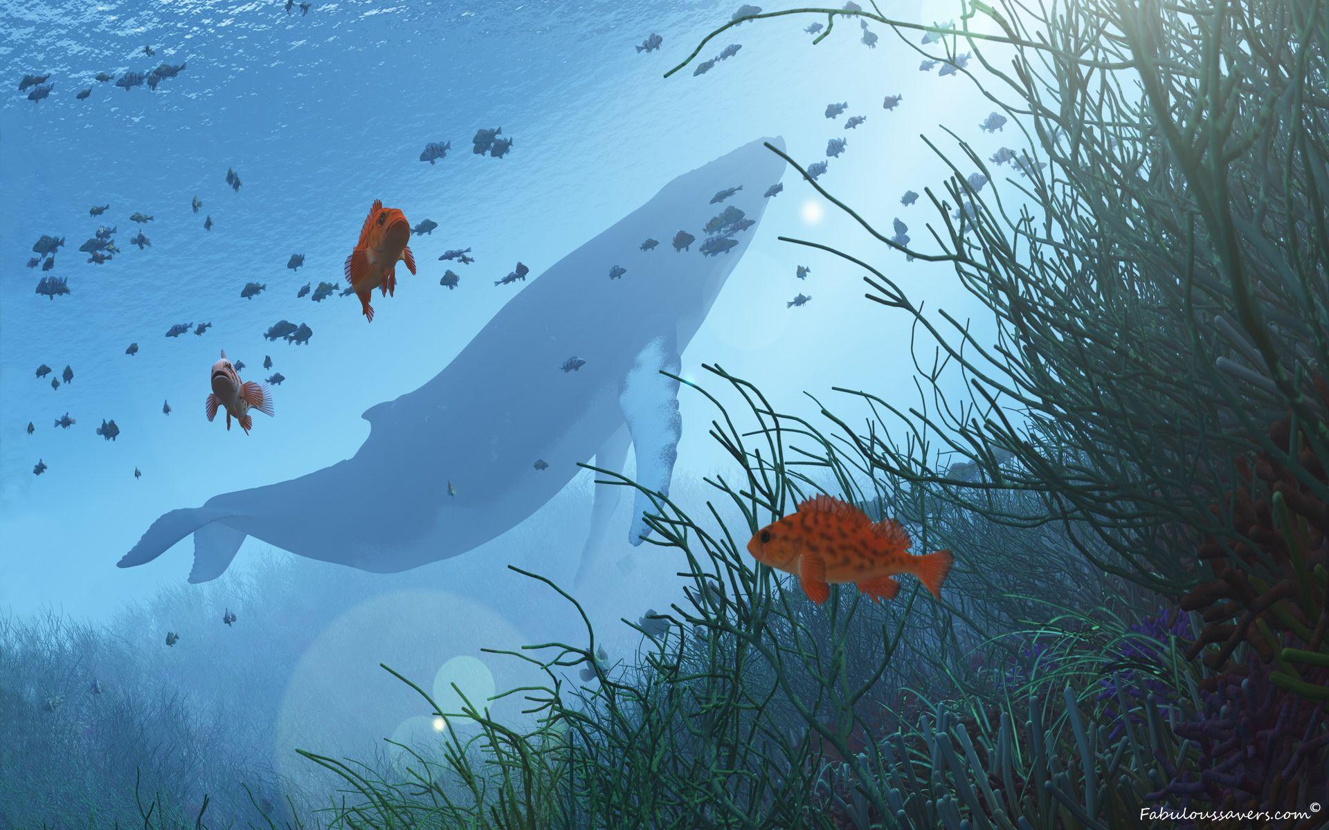 1920x1200 Whale Desktop Wallpaper Group Wallpaper
