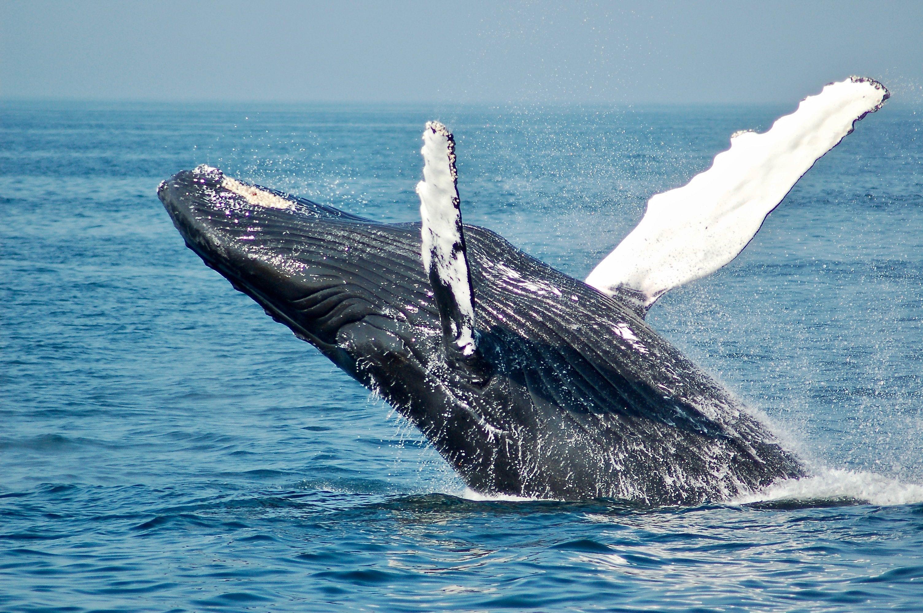 3008x2000 Whale Picture. Download Free .com