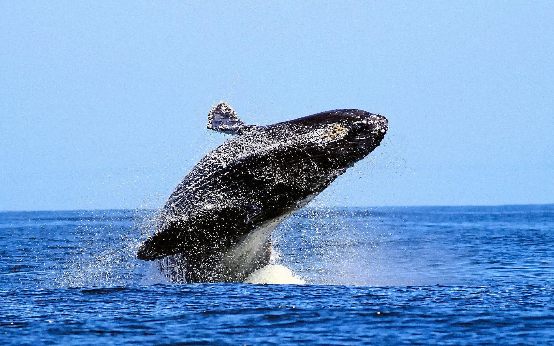 1920x1200 Whale Animal Desktop Wallpaper 52958 .
