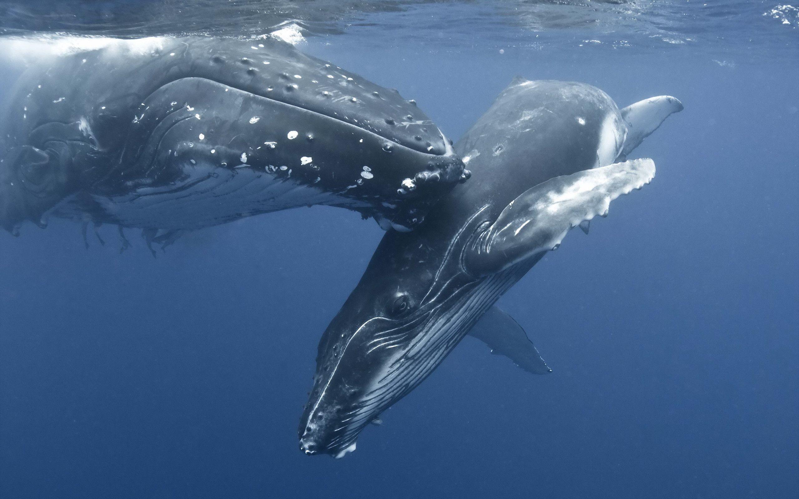 2560x1600 Whale Desktop Wallpaper