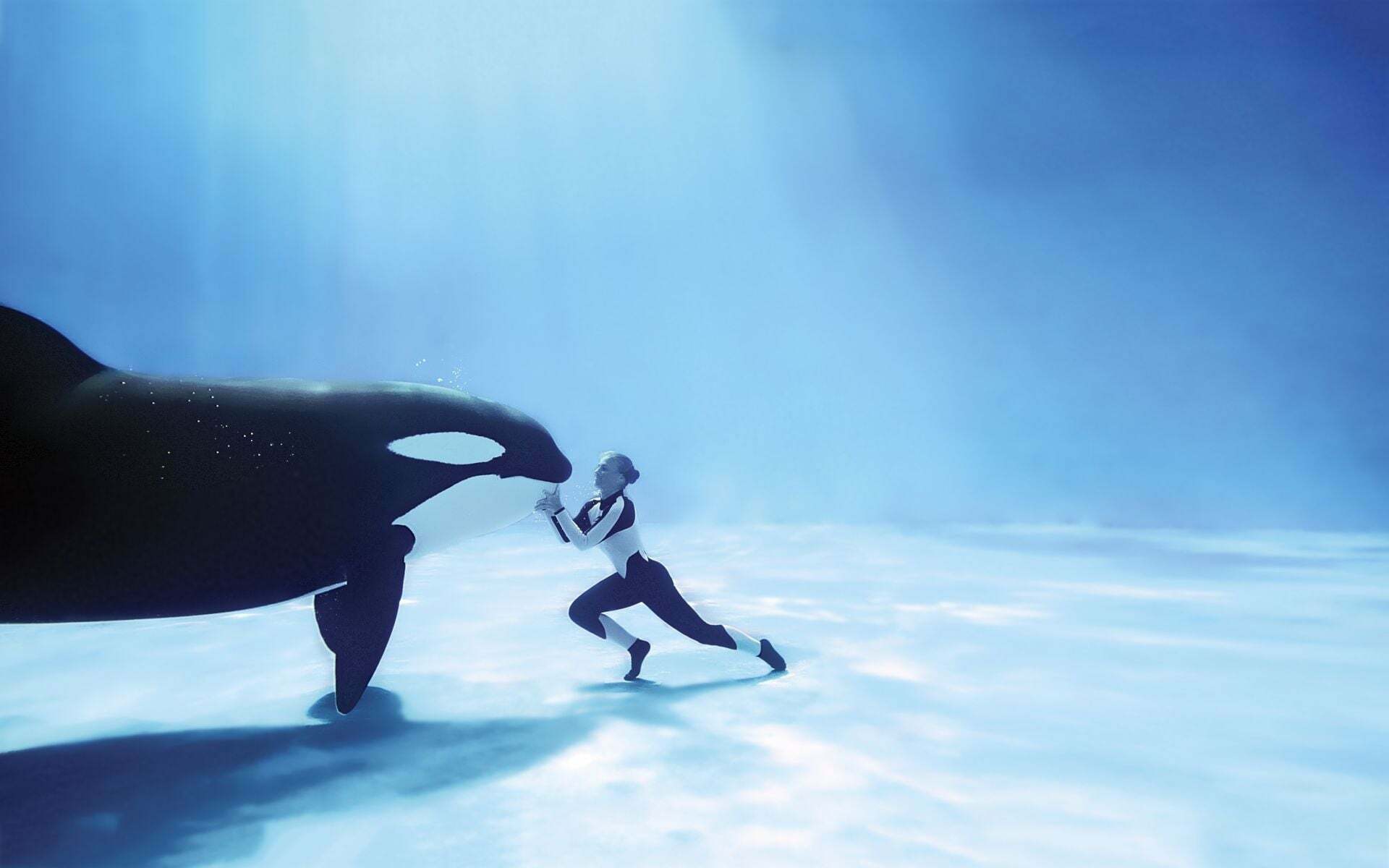1920x1200 Killer whale wallpaper .