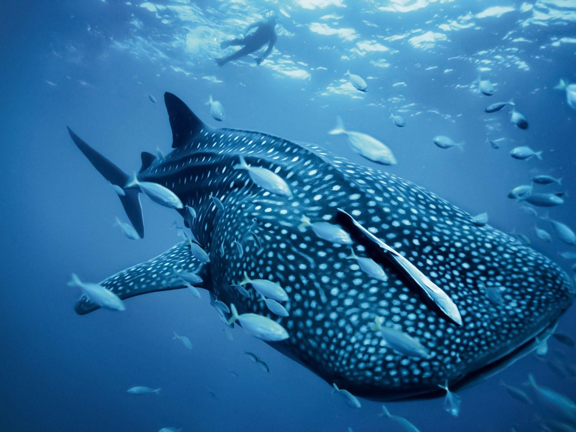 1920x1440 Big Whale Shark In Blue Okean Desktop .