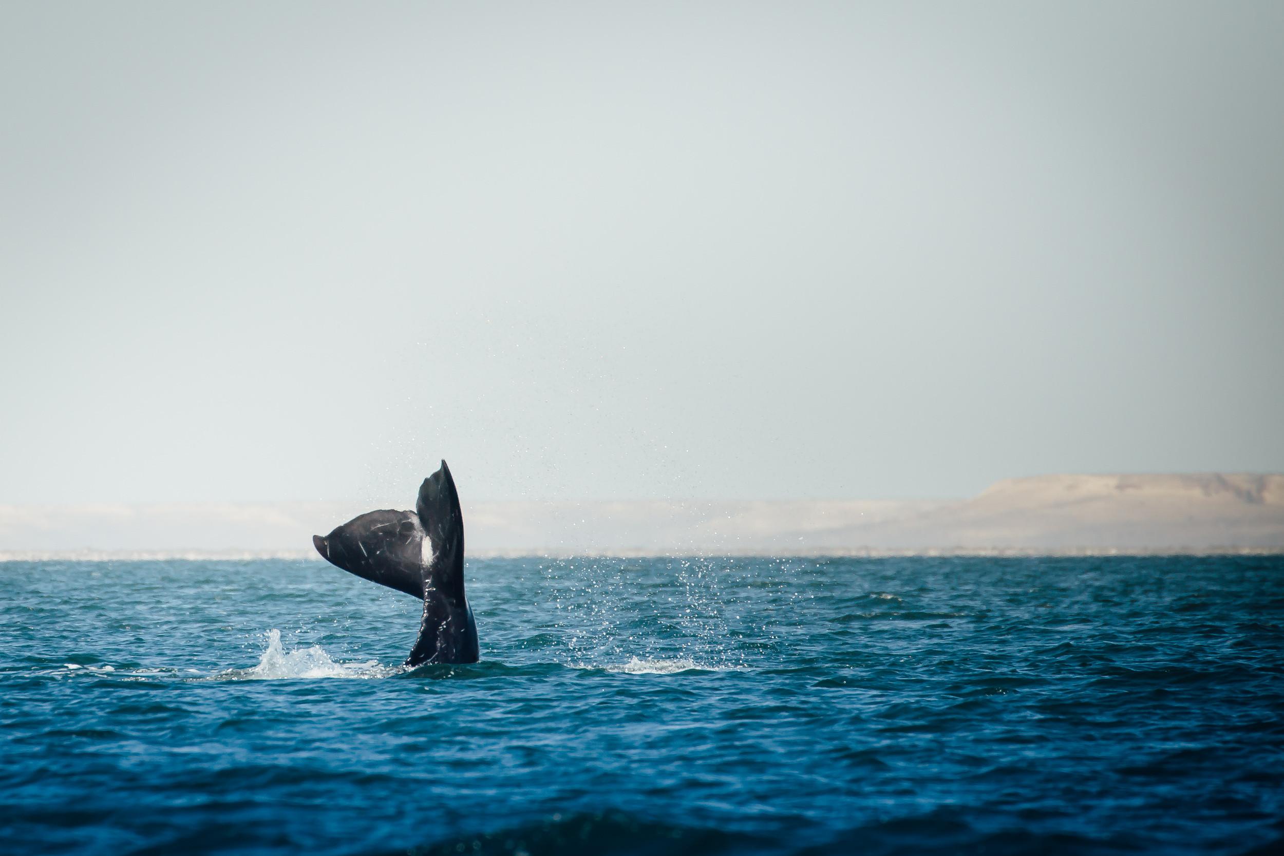 2500x1667 Whale Tail