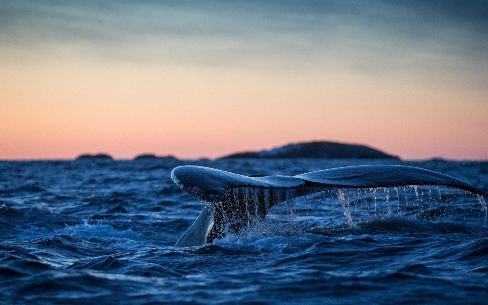 100+ Whale Pictures | Download Free Images on Unsplash
